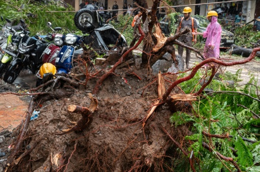 Un arbre déraciné après des vents violents et des pluies torrentielles à Bombay