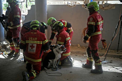 Mexican rescue workers surround Halley, the dog which helped find Hernan Gil