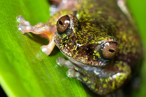Costa Rica