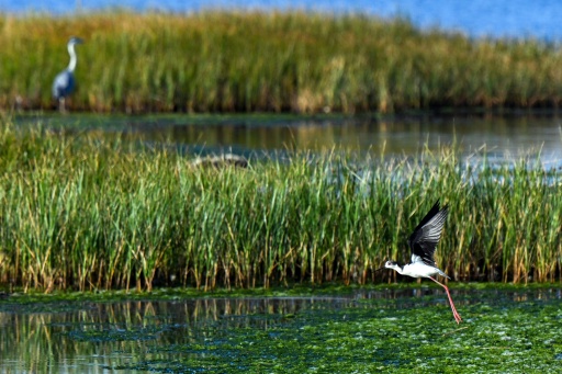 'We don't have time': Montenegro's bird haven fading