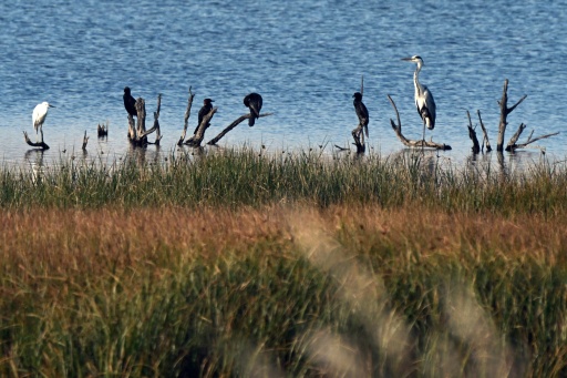 Birds sit on tree branches in a wetland in Ulcinj on June 2, 2026.