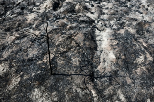 The blaze ripped through 42,000 hectares (104,000 acres) of pine forest along the Atlantic coastline — ROMAIN PERROCHEAU / AFP