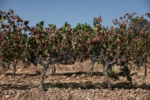 Vineyards were among the casualties of the fires in the Var region — Thibaud MORITZ / AFP