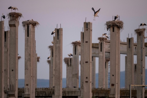 Des cigognes dans leurs nids au sommet des piliers en béton d’un bâtiment inachevé, en périphérie de Novi Sad, en Serbie — Nenad MIHAJLOVIC / AFP