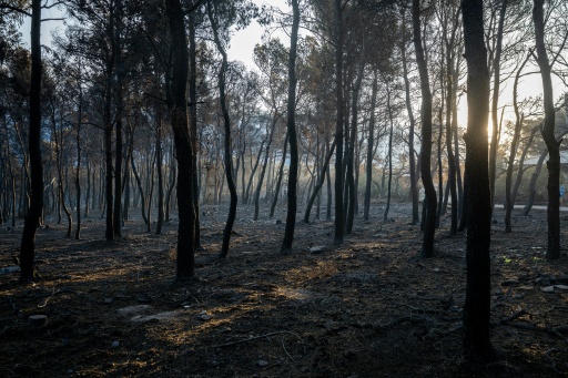 Une zone brûlée après un feu à Porto Gemeno, au nord-ouest d'Athènes, le 5 août 2026 — Angelos TZORTZINIS / AFP