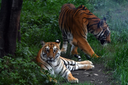 Nepal's tiger numbers climb 20 percent to estimated 429: survey