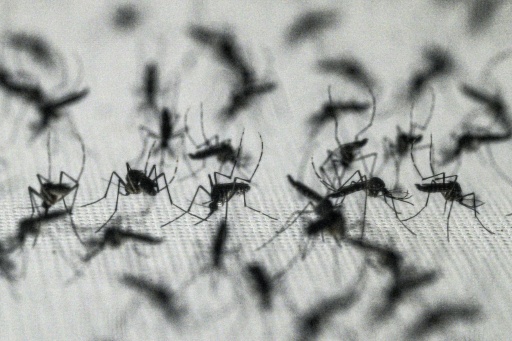 West-Nil-Virus laut EU-Gesundheitsbehörde aus zwölf europäischen Ländern gemeldet