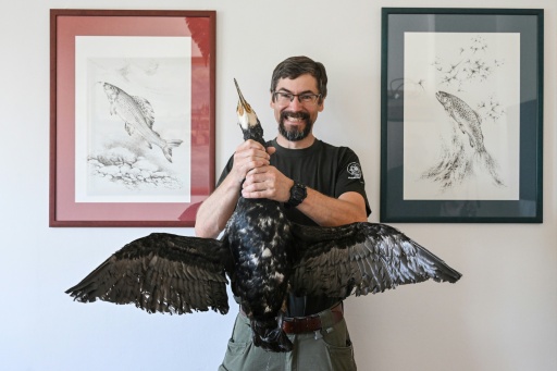 'Chainsaw massacre': Europe mulls culls for fish-guzzling cormorant