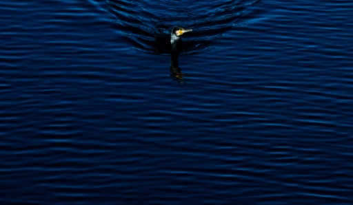The great cormorant population has bounced back since being granted EU protection — John MACDOUGALL / AFP