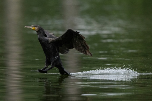 Fishers are concerned about the large black-feathered bird's ravenous hunger for fish — Martin LELIEVRE / AFP
