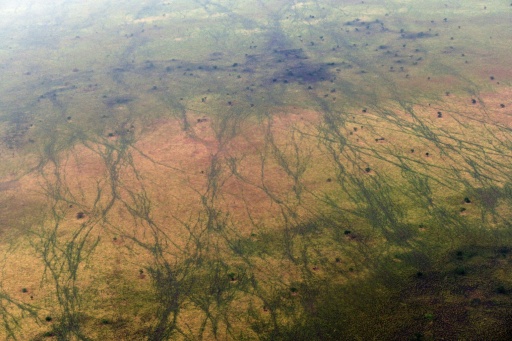 One million animals -- including antelopes -- migrate through the South Sudanese site each year, leaving scars visible from the sky — TONY KARUMBA / AFP