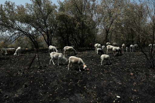 Un troupeau de moutons cherche de la nourriture sur un pâturage calciné après un incendie de forêt près de Piedralaves, à 100 kilomètres à l’ouest de Madrid, le 28 juillet 2026 — Oscar DEL POZO / AFP
