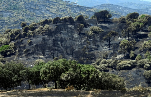 Vegetación quemada por el incendio cerca de localidad española de Navas del Rey, a unos 55 kilómetros al suroeste de Madrid, en una imagen del 29 de julio de 2026 — Miguel Riopa / AFP
