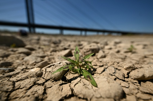 Una planta que brota en el lecho seco del río Rín en la ciudad alemana de Dusseldorf el 28 de julio de 2026 — Ina Fassbender / AFP