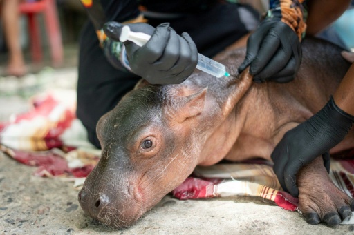 Colombie : un bébé hippopotame descendant de la colonie d'Escobar secouru