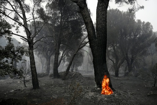 Un pino todavía en llamas en medio de un bosque calcinado en La Adrada, al oeste de Madrid, el 27 de julio de 2026 — Miguel RIOPA / AFP