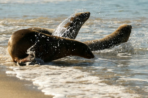 A trio of rehabilitated sea lion pups are released into the Pacific Ocean by the Marine Mammal Care Center in Redondo Beach, California in March 2026 — Patrick T. Fallon / AFP