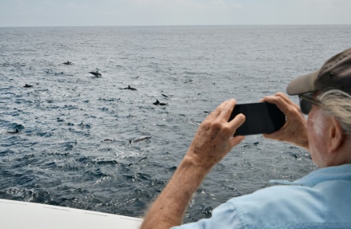 A passenger on a whale watching excursion takes pictures of dolphins in the waters off Long Beach, California — Frederic J. BROWN / AFP