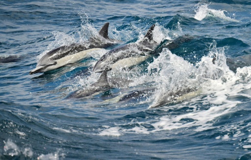 Dolphins frolic in the surf off Long Beach, California -- but sightings are more and more rare — Frederic J. BROWN / AFP