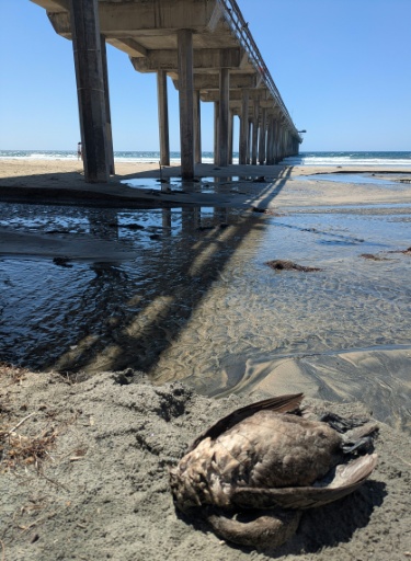 A dead Brandt's cormorant was spotted by scientists of the Scripps Institution of Oceanography in La Jolla, California in February 2026 — Tammy Russell/Scripps Institution of Oceanography / AFP