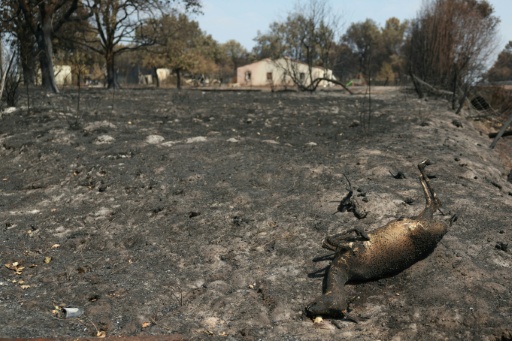 Lézards, poissons, chevreuils... La faune piégée dans l'enfer des incendies