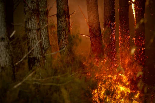 Les insectes vont aussi être fortement affectés par les incendies, notamment à l'état de larve et pour ceux qui vivent dans le bois avec un cycle de plusieurs années — ROMAIN PERROCHEAU / AFP
