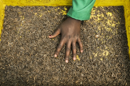 Kenyan farmers turn to bugs as organic demand grows