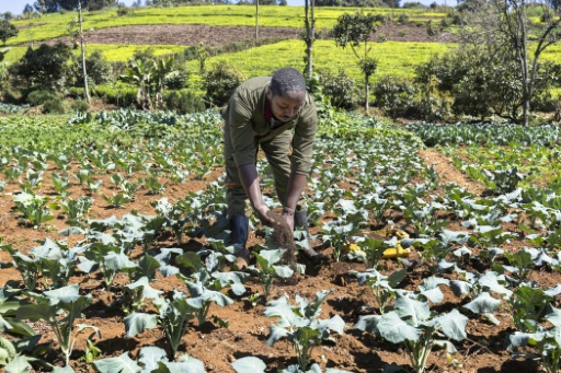 George Muturi applies vermicompost, which he called a 'breakthrough' for his farm — Tony KARUMBA / AFP