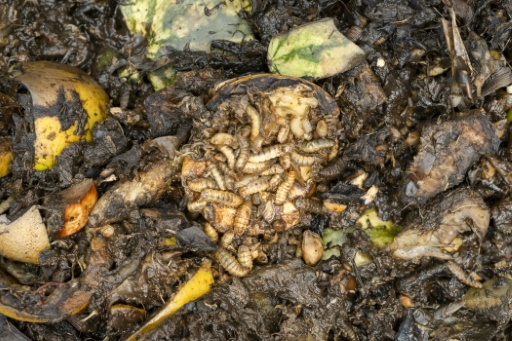 Black soldier fly larvae can eat through organic waste and turn it into compost — Tony KARUMBA / AFP