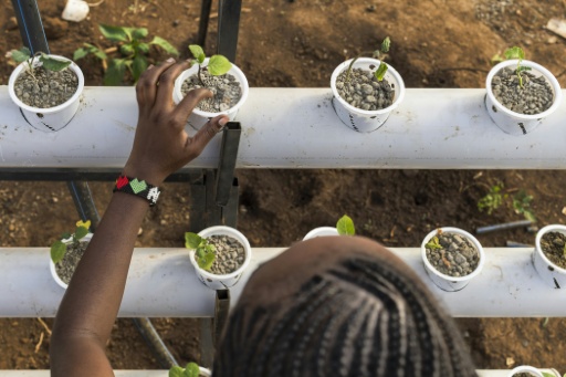 Using organic insect-based fertiliser helps avoid soil degradation, which is widespread in east Africa — Tony KARUMBA / AFP