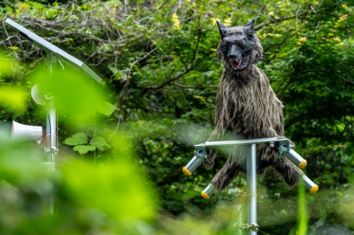 Japón instala cámaras en montañas ante el aumento de los ataques de osos