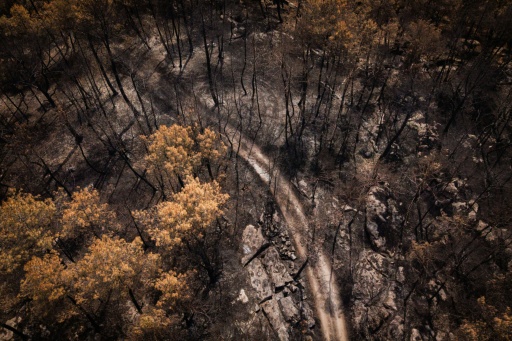 La forêt de Fontainebleau, en partie ravagée en juillet par le feu, rouvre au public samedi