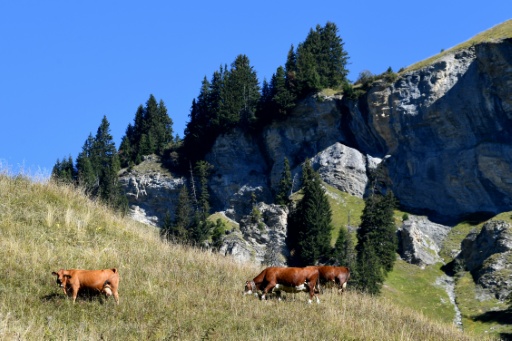 France eases cow diets as cheesemakers sweat