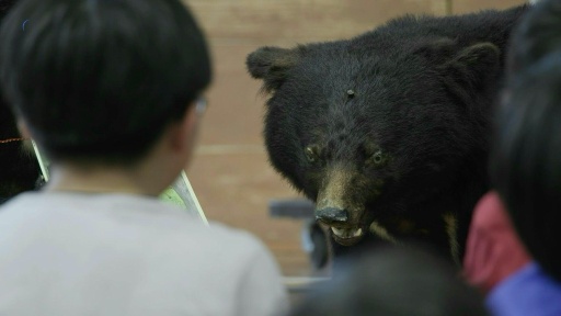 Japanese school kids get up-close lessons on wild bear threat