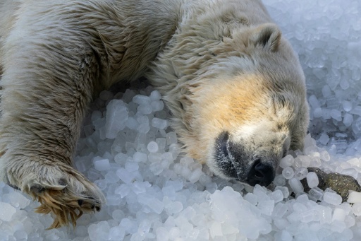 Polar