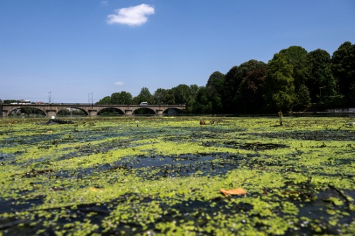 Des algues à la surface du Pô près du pont Vittorio Emanuele I à Turin (nord-ouest de l'Italie) le 14 juillet 2026