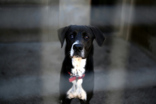 Jusqu'à 1.500 euros de contravention pour les animaleries qui vendent des chats et chiens