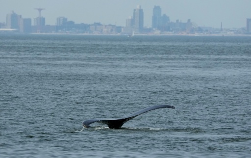 La queue d'une baleine devant le littoral de Coney Island, à New York, le 13 août 2026 — TIMOTHY A. CLARY / AFP