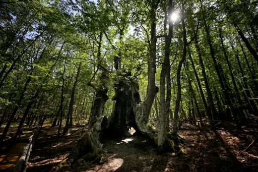 Espagne: des habitants ont sauvé des flammes un arbre remarquable de 500 ans