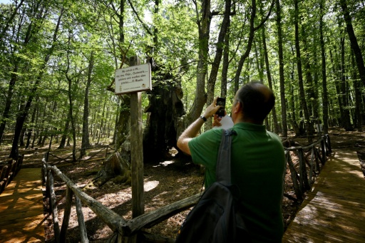 Une personne photographie le châtaignier monumental vieux de 500 ans surnommé "El Abuelo", sauvé des violents incendies ayant ravagé la région grâce aux efforts des habitants près d'El Tiemblo (Espagne), le 30 juillet 2026 — JAVIER SORIANO / AFP