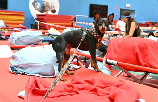 Un chien dans le gymnase de Villaviciosa de Odon, à 20 km à l'ouest de Madrid, où sont accueillis des personnes évacuées en raison des incendies, le 25 juillet 2026 — JAVIER SORIANO / AFP