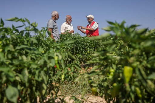 Osama Al-Mukhalalati (R) an economic security officer with the ICRC checks red chilli along with farmers in a field near the Al Qarara Seed Bank, in Deir el-Balah, central Gaza Strip — Bashar Taleb / AFP