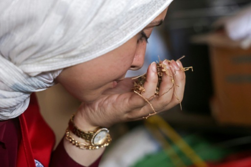 Amani Al-Naouq, spokesperson for the International Committee of the Red Cross (ICRC) in Gaza, smells chamomile seeds  in Deir el-Balah, central Gaza Strip — Bashar Taleb / AFP
