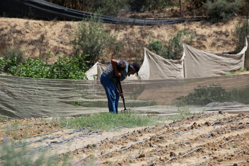 A farmer works in a field near the Al Qarara Seed Bank, in Deir el-Balah, central Gaza Strip — Bashar Taleb / AFP