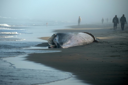 Mexique: une baleine retrouvée morte sur une plage du Pacifique