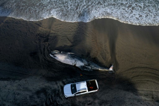 Une voiture garée à côté d'une baleine morte échouée sur la plage de Playas de Tijuana, dans l'Etat de Basse-Californie, au Mexique, le 25 août 2026 — Guillermo Arias / AFP