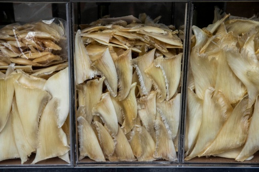 Des ailerons de requins exposés dans une boutique à Hong Kong, le 17 novembre 2022 — ISAAC LAWRENCE / AFP