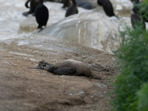 Un cormorán muerto en La Jolla, cerca de San Diego, en California, el 21 de febrero de 2026 — Alexander Rubenstein / AFP