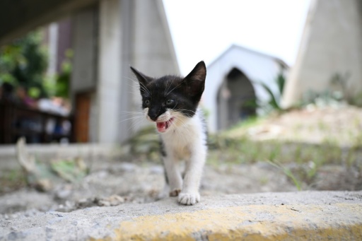 Venezuelans search for animal companions lost in the quakes