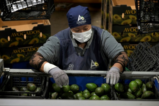 EEUU suspende importaciones de aguacate por una alerta de violencia en México
